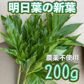 天然 熱海産 明日葉 200g 柔らかい新葉のお届けします♪(野菜)