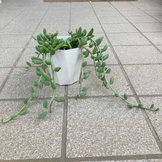 多肉植物　アーモンドネックレス　抜き苗(その他)