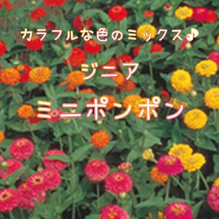 【ジニア(ミニポンポン)のタネ】100粒 種子 種 百日草 切り花にも 花(その他)