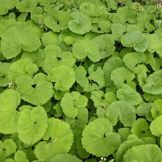 ふき☆茎　箱込み1キロ程度(野菜)