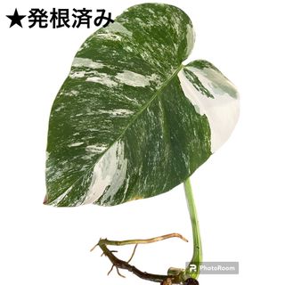 ☆斑入りモンステラ　カット苗　散り斑　インテリア　観葉植物　ボルシギアナ　発根済(その他)