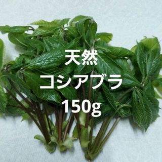 天然 山菜 コシアブラ 約150g