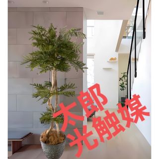 光触媒　人工観葉植物　ウォールグリーン　フェイクグリーン　エバーフレッシュ12w(その他)