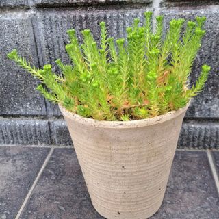 セダム 多肉植物 ゴールドビューティー(その他)