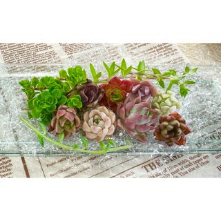 キュート★多肉植物・寄せ植えセット♪B