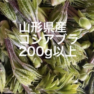 コシアブラ　山形県産　200g以上(野菜)