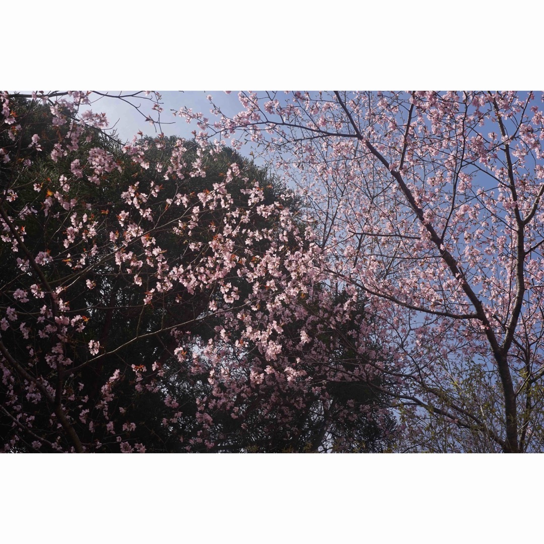 KONICA MINOLTA(コニカミノルタ)の作例付き　MINOLTA AUTOROKKOR 55mm F2 管mpr スマホ/家電/カメラのカメラ(レンズ(単焦点))の商品写真