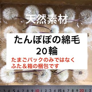 天然素材 ふわふわ たんぽぽの綿毛 20輪 加工済み ＊ 花材 タンポポ(ドライフラワー)