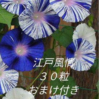 花の種　朝顔　江戸風情の種　おまけ付き