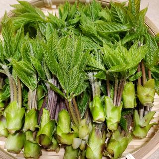 採れたて即日発送こしあぶら300g以上(野菜)