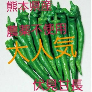 甘とうがらしの種　10粒　熊本県産　農薬不使用　伏見甘長(野菜)