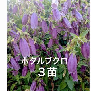 ホタルブクロ　花苗　株分け苗　3株　☆株分け新芽です☆(プランター)