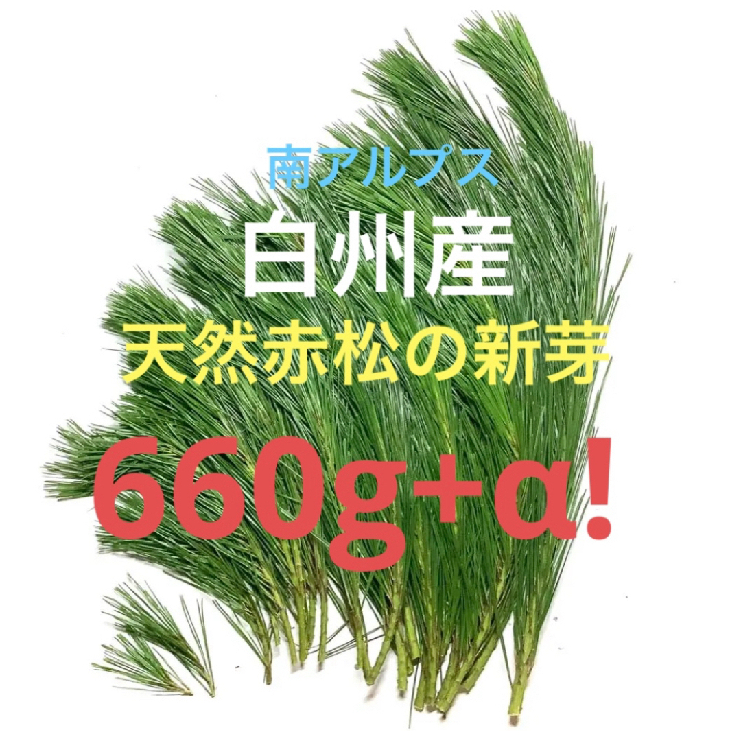 天然赤松　松葉の新芽(2023年)増量660g+α！絶品！南アルプス白州+レシピ 食品/飲料/酒の飲料(茶)の商品写真