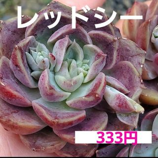 レッドシー♡カット苗♡多肉植物♡1つ(その他)