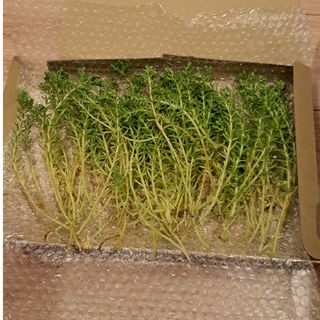 セダム 多肉植物 ゴールドビューティー(その他)