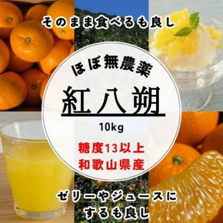 完熟！減農薬!濃くて甘くて安心で安い！紅はっさく 八朔  10kg(フルーツ)