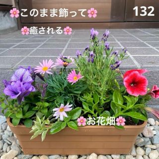 132T☆このまま飾れる☆お花畑☆癒しの寄せ植え　花☆母の日☆初心者様向け☆(プランター)