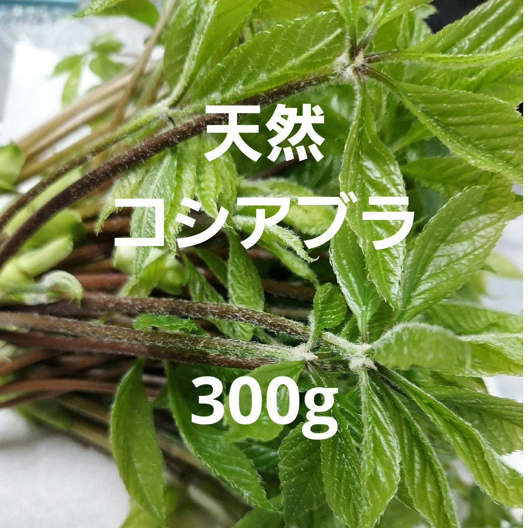 天然 山菜 コシアブラ 約300g 食品/飲料/酒の食品(野菜)の商品写真