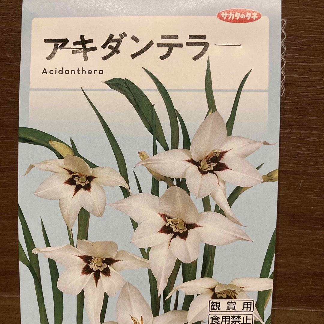 サカタのタネ(サカタノタネ)のランコ様専用　球根　アキダンテラ ハンドメイドのフラワー/ガーデン(その他)の商品写真