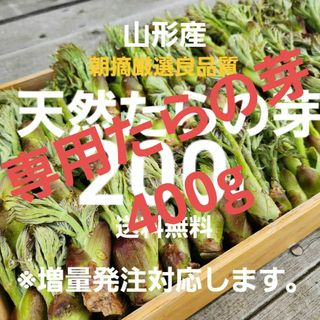 専用天然たらの芽約400g(野菜)