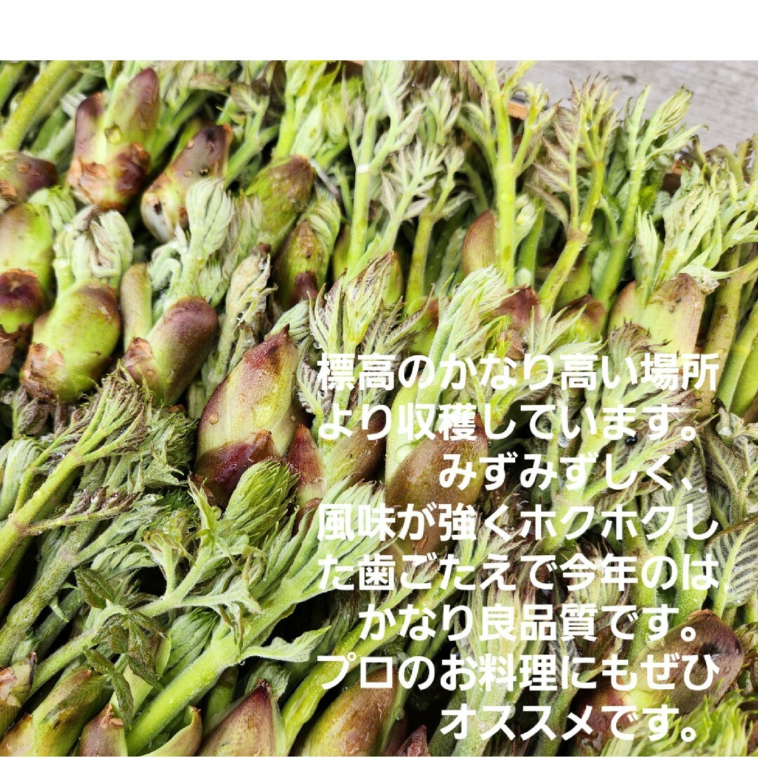 山形庄内鳥海山産　朝摘み天然たらの芽約200g　タラの芽　春野菜　山菜 食品/飲料/酒の食品(野菜)の商品写真