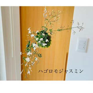 ハゴロモジャスミンの苔玉　ハンギング　ハーブ(その他)