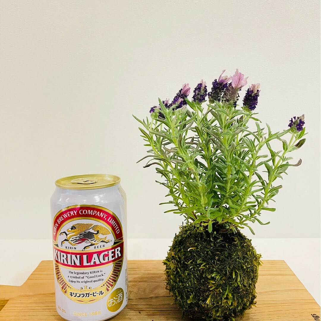 フレンチラベンダーの苔玉　ハーブ　花 ハンドメイドの生活雑貨(雑貨)の商品写真