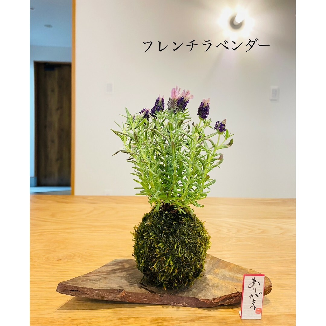 フレンチラベンダーの苔玉　ハーブ　花 ハンドメイドの生活雑貨(雑貨)の商品写真