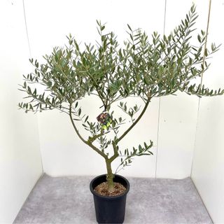 オリーブ　ミッション　25【現品】観葉植物　創樹　SOUJU 8号(その他)