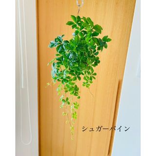 シュガーバインの苔玉　ハンギング　観葉植物