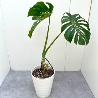 モンステラ　13【現品】観葉植物　大型(その他)