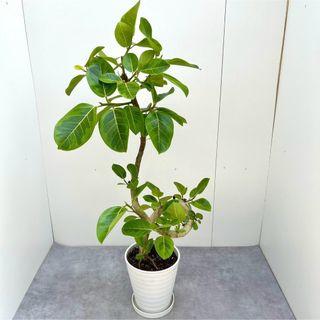 フィカス　アルテシマ　曲がり　9【現品】観葉植物　大型(その他)