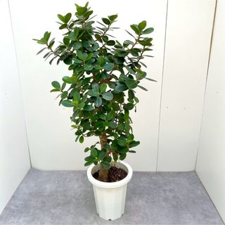 パンダガジュマル　20【現品】☆希少☆ 観葉植物　大型(その他)