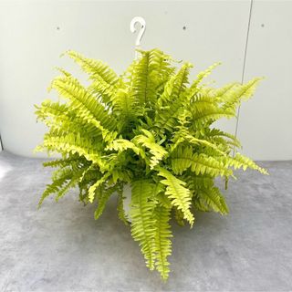 ネフロレピス　ハッピーマーブル【現品】観葉植物　ハンギング(その他)