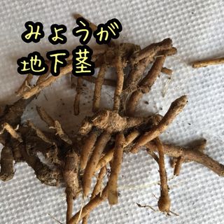 みょうが ミョウガ 茗荷 地下茎(野菜)