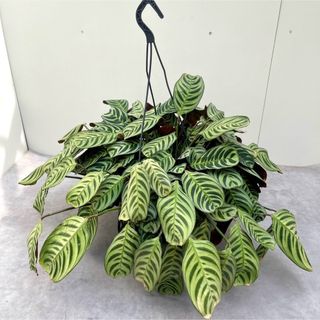 クテナンテ　ブルレーマルクシー【現品】観葉植物　ハンギング(その他)