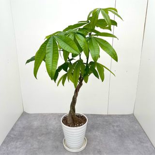 パキラ　ねじり　1【現品】観葉植物　室内(その他)