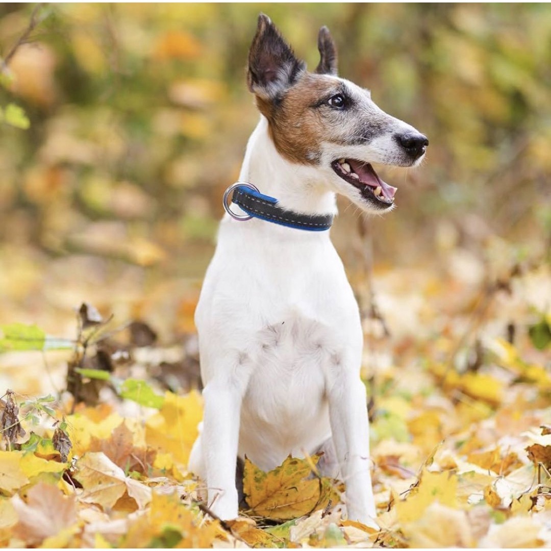 【新品】MASBRILL Dog Collar 反射機能付き首輪 小型犬 猫 ハンドメイドのペット(リード/首輪)の商品写真