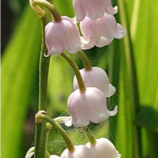 💜💙ピンクスズランの苗💙💜1本　多肉植物(その他)