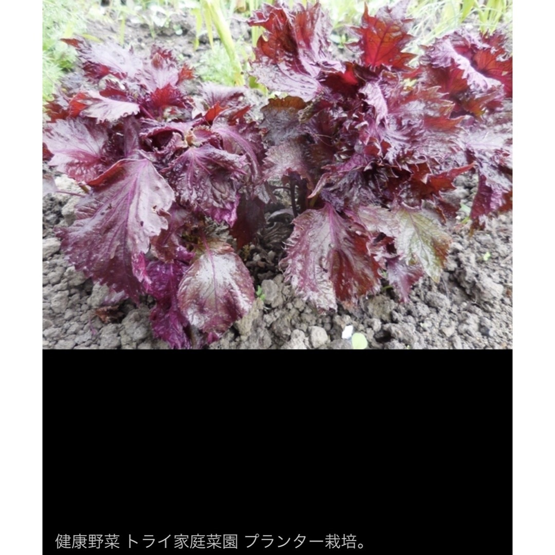 昭和からの味 香り ちりめん 赤しそ 300粒　和のハーブ スプラウト 発芽野菜 食品/飲料/酒の食品(調味料)の商品写真