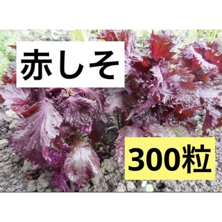 昭和からの味 香り ちりめん 赤しそ 300粒　和のハーブ スプラウト 発芽野菜(調味料)