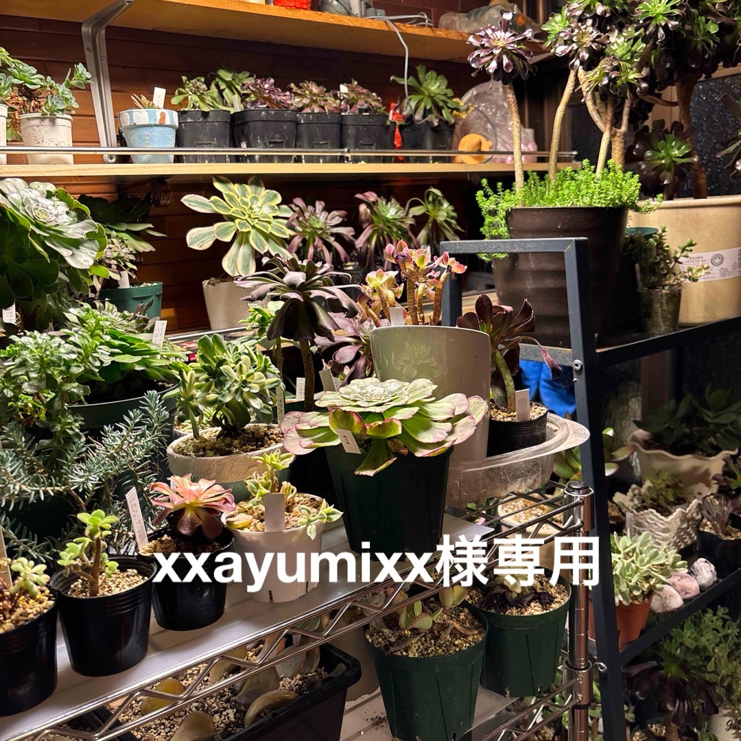 多肉植物　xxayumixx様専用 ハンドメイドのフラワー/ガーデン(その他)の商品写真