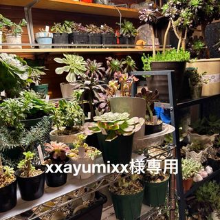 多肉植物　xxayumixx様専用(その他)