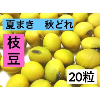 かんたん栽培 夏まき秋どれ 枝豆 20粒 九州 熊本県　種から無農薬 無化学肥料(野菜)