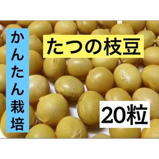 かんたん　たつの枝豆 20粒　トライ 家庭菜園 無化学肥料 自然菜園 野菜種苗(野菜)