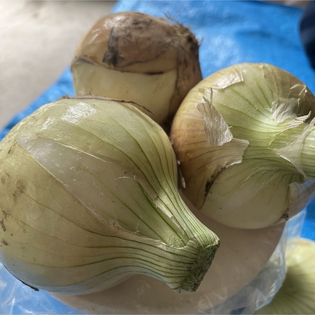 淡路島産　農薬不使用　新玉ねぎ　10kg 食品/飲料/酒の食品(野菜)の商品写真