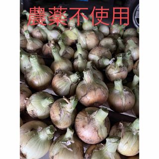 淡路島産　農薬不使用　新玉ねぎ　10kg(野菜)