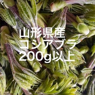 コシアブラ　山形県産　200g(野菜)