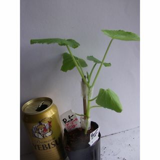 ブラックのジョーカボチャ　苗　１株 　カボチャ苗　南瓜苗　正規種　野菜苗　(野菜)