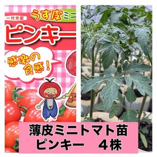 薄皮ミニトマト苗‼️ピンキー4鉢入❣️(野菜)